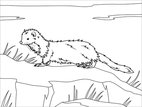 Sea Mink Coloring Page